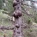 total verwarzt, der Baum