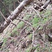 leicht zu umgehendes Hindernis, bergseitig