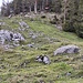 Foto bergauf mit Jagdsitz