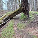umgestürzter moosiger Baum