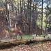 Zaunbeginn an dieser Stelle beim Baum