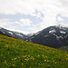 Blumenwiesen in den Tuxer Alpen