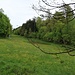 Dans le Jonerwald