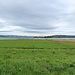 La réserve naturelle du Frauenwinkel à Pfäffikon
