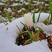 i crocus soffrono...