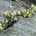 Blumengebinde
