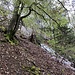 Rückblick vom Wanderweg zum Gerstelflue-Gipfel