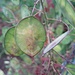 Studie Blatt <s>Platterbse(?)</s> 
Judaspfennig / Gartensilberblatt, (Lunaria annua)