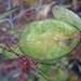Studie Blatt <s>Platterbse(?)</s> II<br />Judaspfennig / Gartensilberblatt, (Lunaria annua)