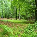 Naturnaher Wald