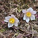 Frühlings-Anemonen (Pulsatilla vernalis).