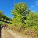 Strada ASP per Alpe Giumello e Faggi secolari