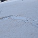 Spuren eines tierischen Ausrutschers. Den Spuren nach war es vermutlich ein Hirsch. Unfallursache: Plötzliches Einsinken im Schnee der sonst tragend war.<br /><br />Die Spuren waren nicht mehr ganz frisch, so es ist vermutlich gestern passiert.