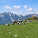 Aussicvtsreiches Almgelände 
