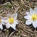Rechts im Bild eine etwas spezielle Frühlingsanemone mit neun Kronblättern. Normalerweise haben sie sechs Kronblätter.