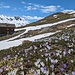 Krokusblüte bei der Alp Oberplatta.