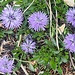 Kugelblumen 