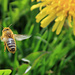 eine bestäubte Honigbiene im Anflug auf die "Futterstelle"