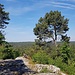 Ausblick über den Wald gegen Norden.
