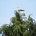 Streptopelia decaocto<br />Columbidae<br /><br />Tortora dal collare<br />Tourterelle turque<br />Türkentaube