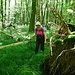 weglos im Wald *
