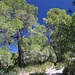 im lichten Wald geht es bergan