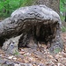 Grotte...oder als ob die Wurzeln/der Baum das Maul aufreissen würden, um .....