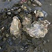 Einige Austern im Schlick