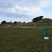 Am Südweg zwischen den Salzwiesen und den Dünen auf Norderney