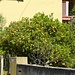 Nei giardini delle case si vedono spesso alberi di arance e limoni carichi di frutti. (foto Mario)