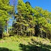 Grapplihoren