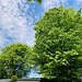 ... mit mächtigen Bäumen; rechts ein buchenähnlicher, der Familie der Birke zugehörender, Carpinus betulus