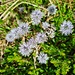 Herzblättrige Kugelblume im Aufstieg zur Enderlinhütte