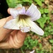 auf die Paulownia tomentosa (ursprünglich aus China stammend) sind wir am steilen Nordhang des Gebenstorfer Horns dank der am Boden liegenden Blüten aufmerksam geworden