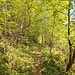 schöner Wanderweg durch den Wald von Clairmont
