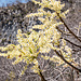 Frühling in Südmexiko.