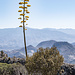 Allerlei trockenheitsresistente Gewächse prägen das Bild. Hier die riesige Blüte einer Agave. Sie blüht nur einmal und stirbt dann ab.