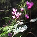 Nel bosco possiamo ammirare la fioritura di migliaia di ciclamini, davvero uno spettacolo! Poi incontriamo un signore munito di macchina fotografica professionale alla ricerca di piccole orchidee, che però sono non hanno ancora iniziato la fioritura.