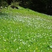 Wie viele sind es?