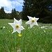 Garten-Narzissen (Narcissus poeticus) mit den breiten, überlappenden Perigonzipfeln