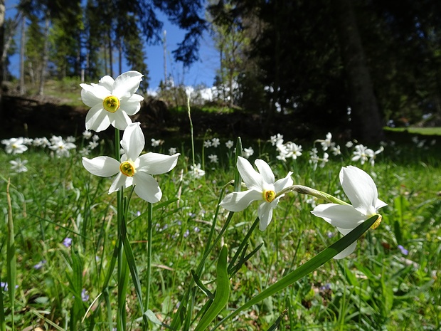 Berg-Narzissen