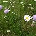 Witwenblumen mit Margeriten