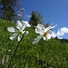 Weisse Berg-Narzissen (Narcissus radiflorus)