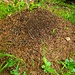 Ameisenhaufen mit tausenden fleißigen Ameisen
