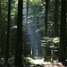 Reizvolle Stimmung im Wald des Frienisberges.