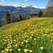 Gelbes Blütenmeer vor (noch) weissen Bergen