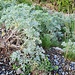 <b>Assenzio (Artemisia absinthium), è utilizzato per produrre l'amaro Medeghett.</b>
