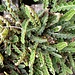 Asplenium ceterach L.<br />Aspleniaceae<br /><br />Cedracca comune <br />Cétérach officinal <br />Schriftfarn