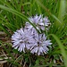 Globularia cordifolia L.<br />Plantaginaceae<br /><br />Vedovelle celesti <br />Globulaire à feuilles en cœur <br /> Herzblättrige Kugelblume