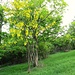 Laburnum alpinum (Mill.) Bercht. & J. Presl<br />Fabaceae<br /><br />Maggiociondolo di montagna <br /> Aubour des Alpes <br />Alpen-Goldregen